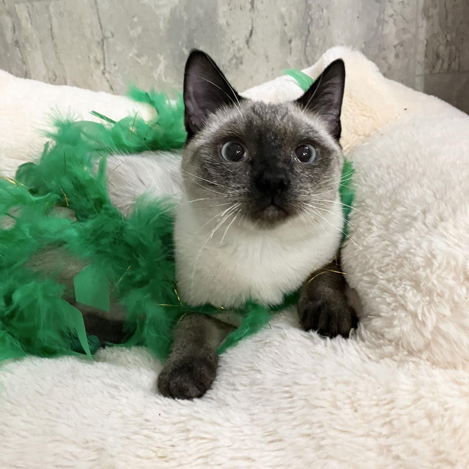 Enlarge Camille, a Adopted mixed breed in Dublin, OH image 1/3