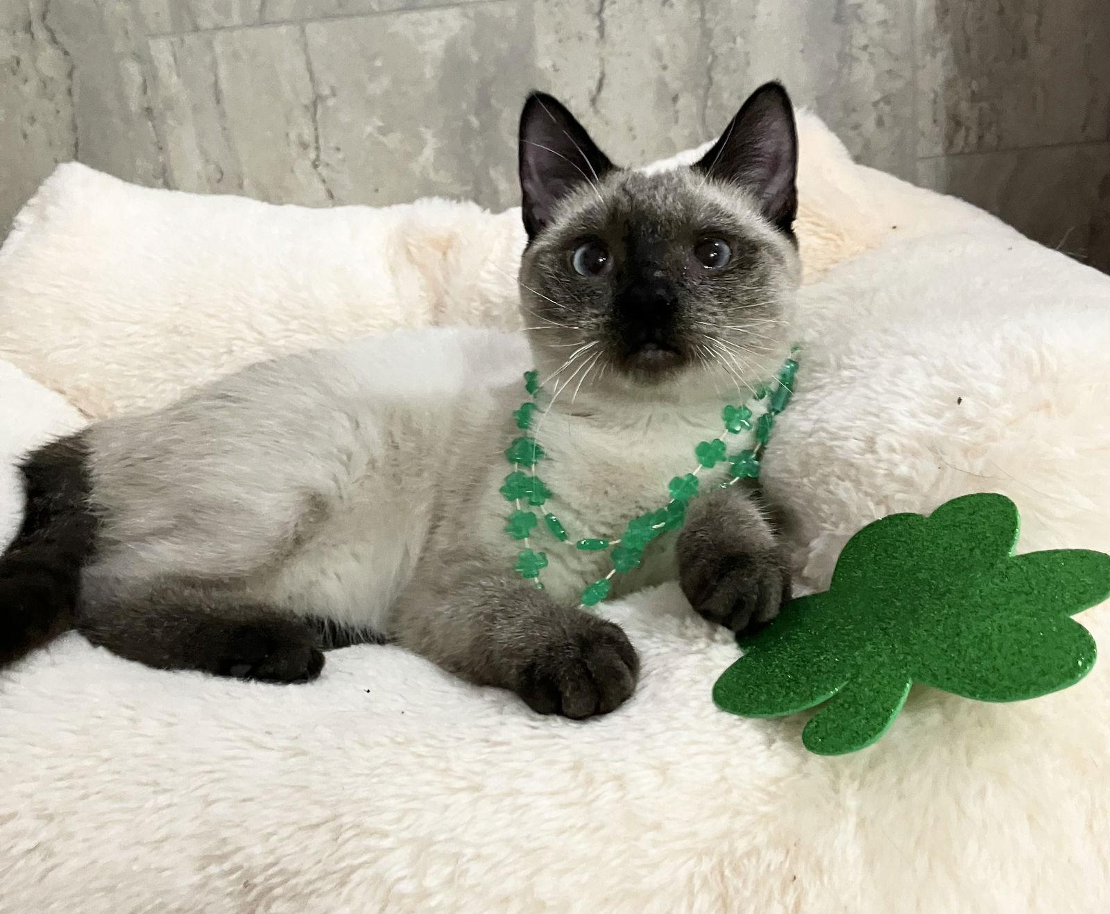 Enlarge Camille, a Adopted mixed breed in Dublin, OH image 2/3