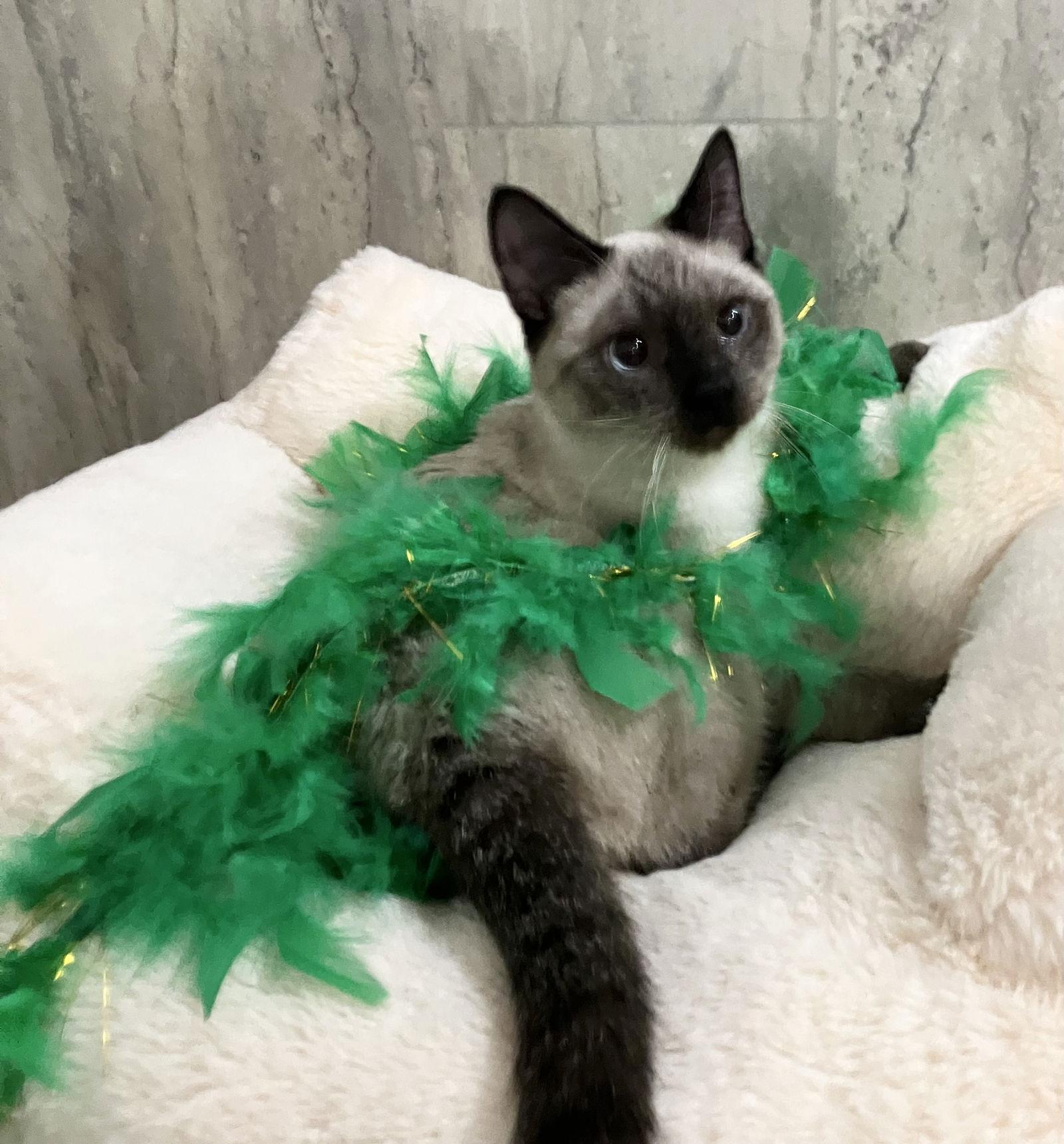 Enlarge Camille, a Adopted mixed breed in Dublin, OH image 3/3