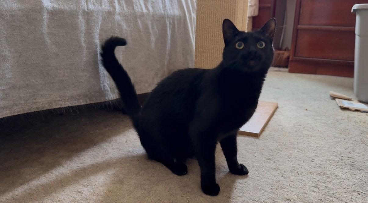 Enlarge Ms. Onyx, a Adoptable Domestic Short Hair in Rochester, NY image 1/3