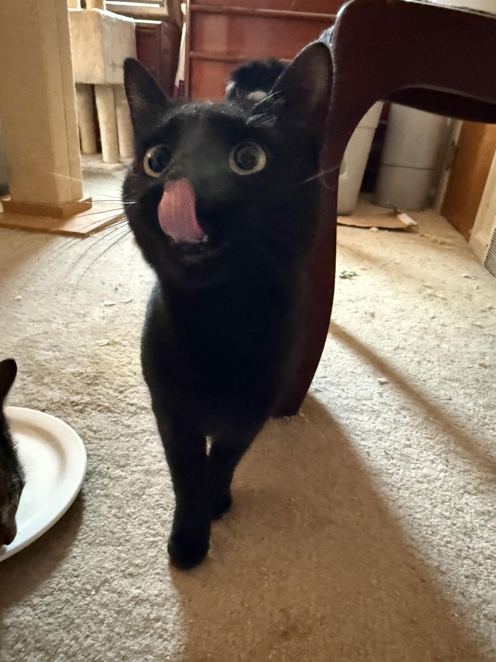 Enlarge Ms. Onyx, a Adoptable Domestic Short Hair in Rochester, NY image 2/3