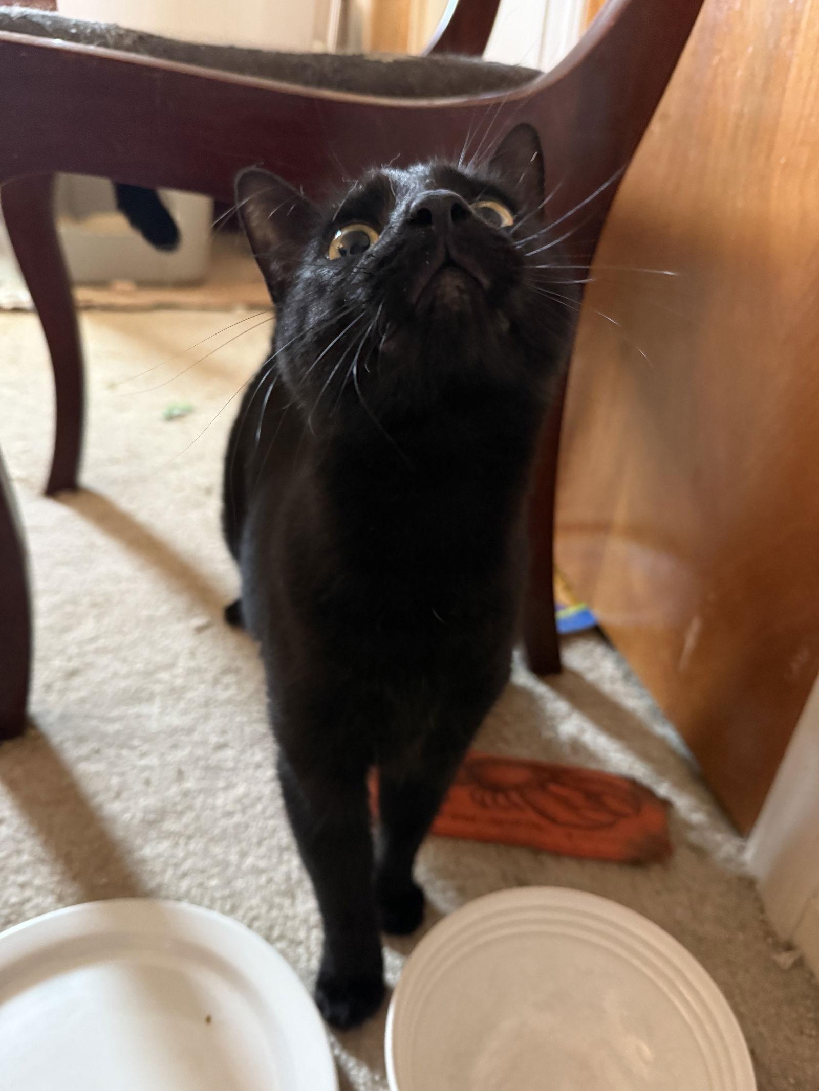 Enlarge Ms. Onyx, a Adoptable Domestic Short Hair in Rochester, NY image 3/3