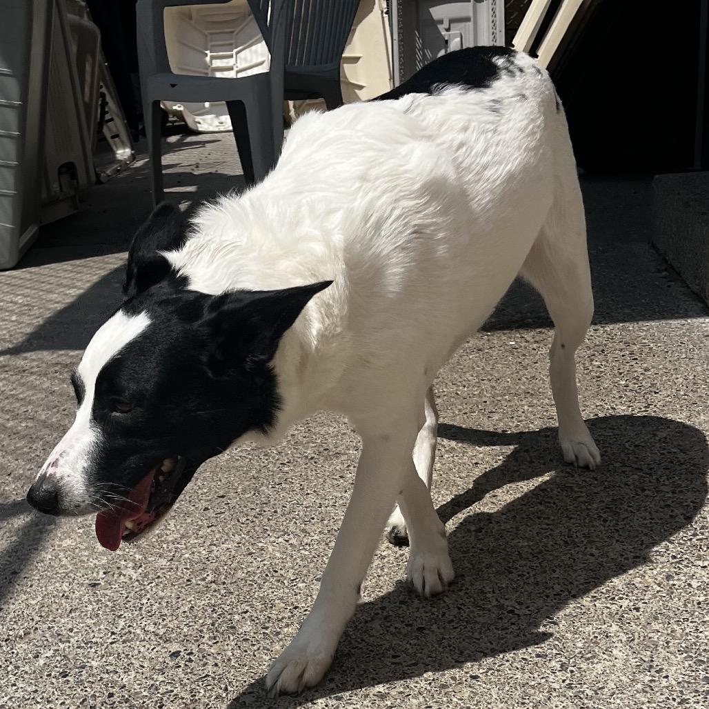 Gigi (Giovana), a Adoptable Border Collie in Watertown, NY image 1/3