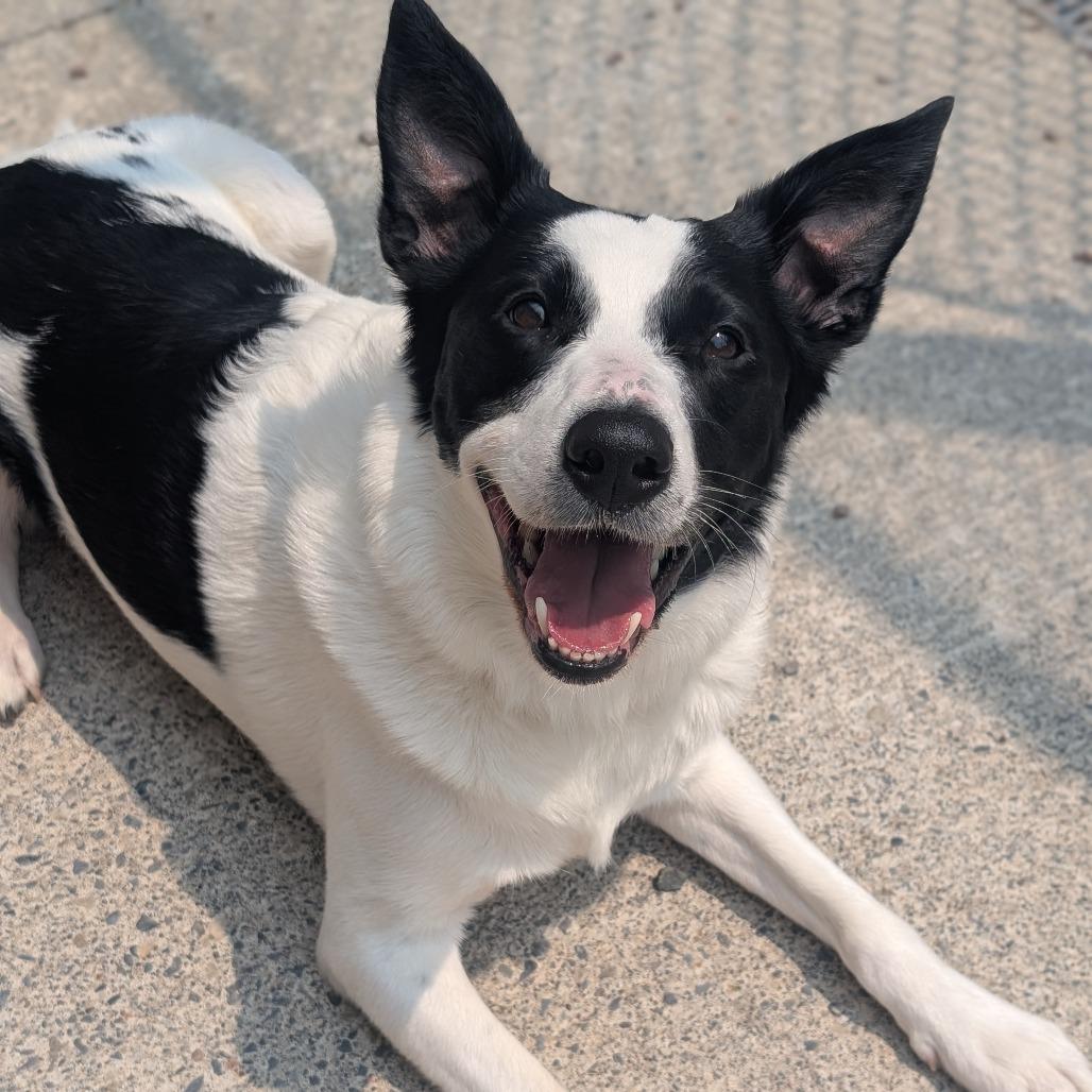 Gigi (Giovana), a Adoptable Border Collie in Watertown, NY image 2/3