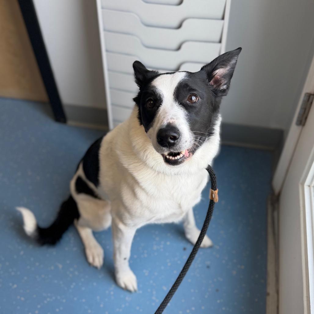Gigi (Giovana), a Adoptable Border Collie in Watertown, NY image 3/3