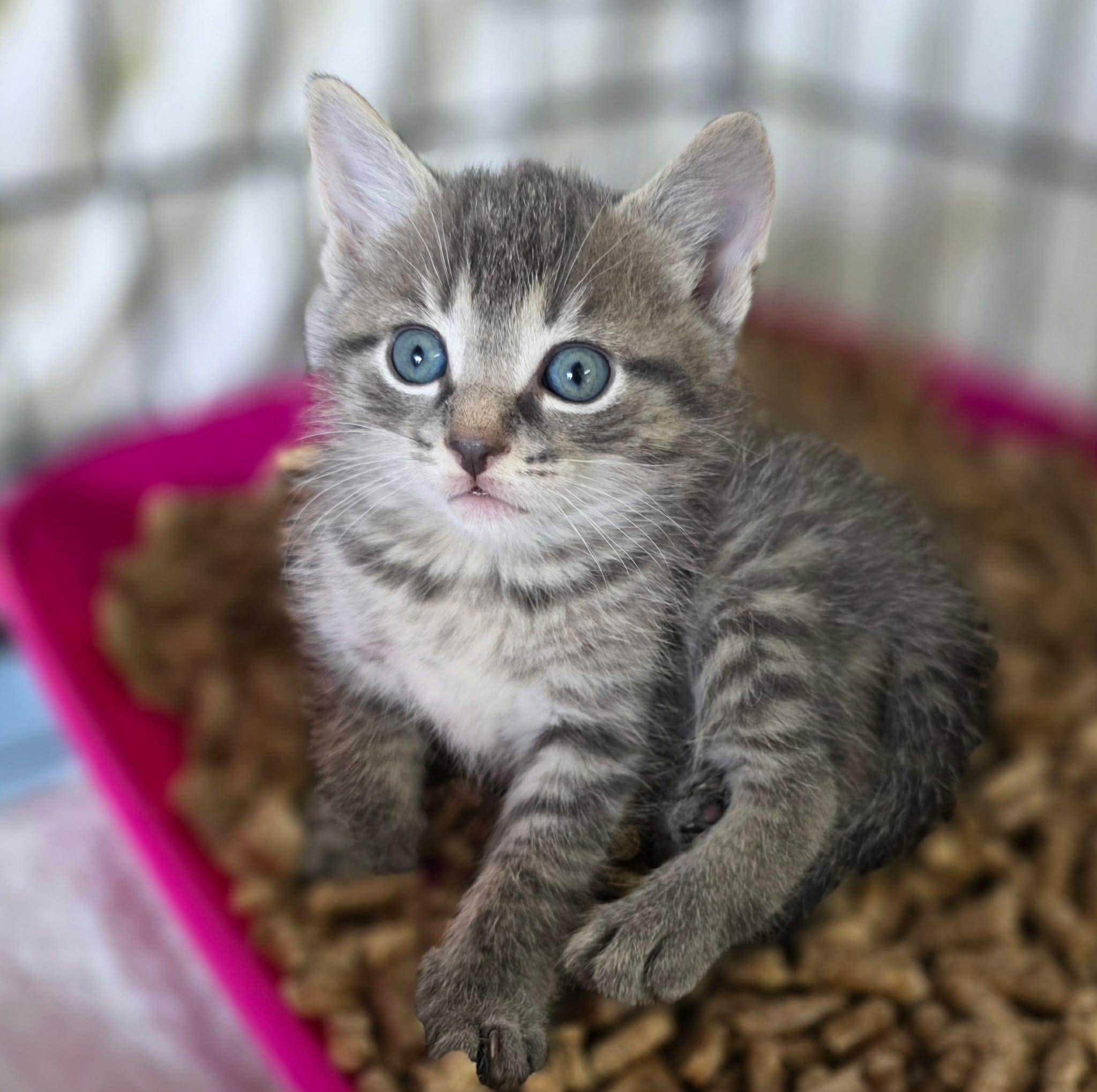 Enlarge Jaguard, an adopted Domestic Short Hair in Terrebonne, QC image 3/6