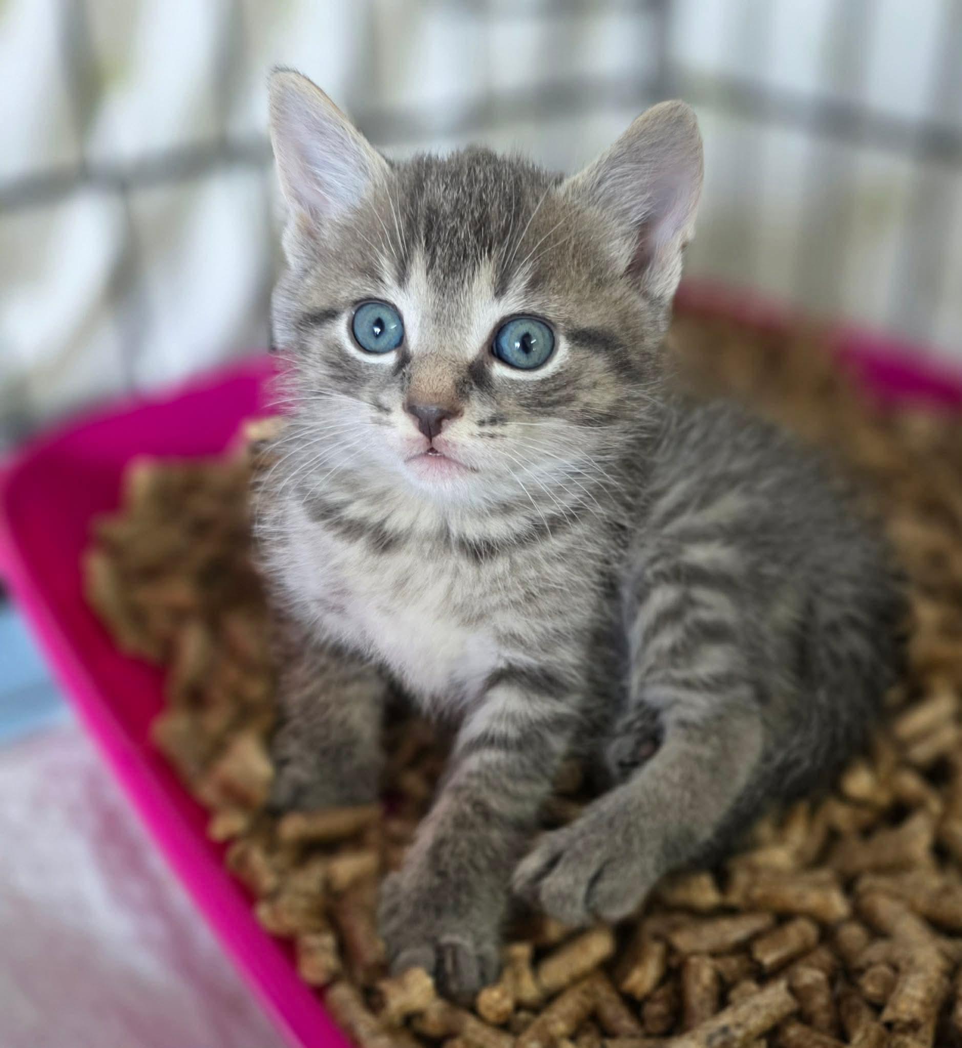 Enlarge Jaguard, an adopted Domestic Short Hair in Terrebonne, QC image 4/6