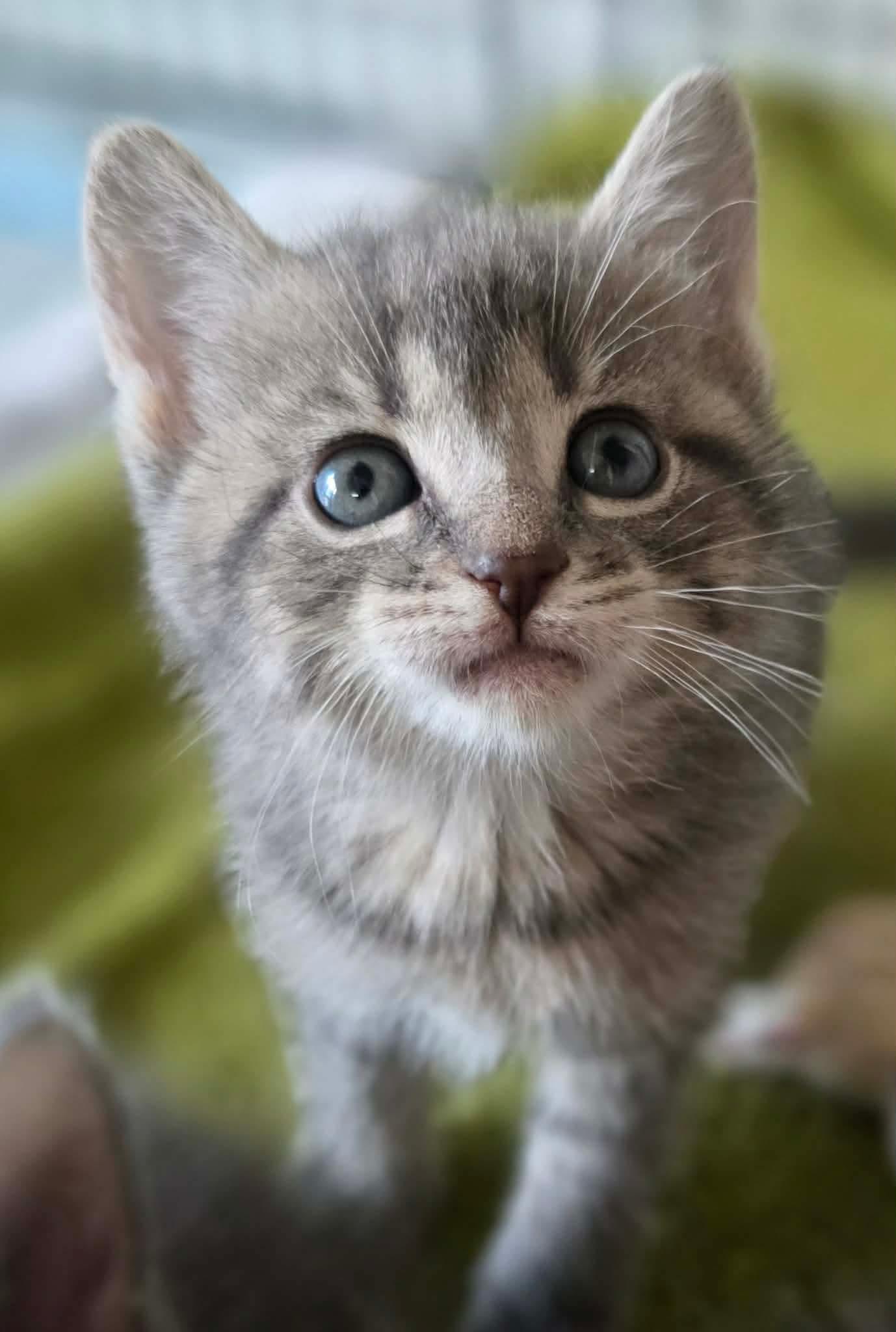 Jaguard, adopted, Kitten Male Domestic Short Hair.