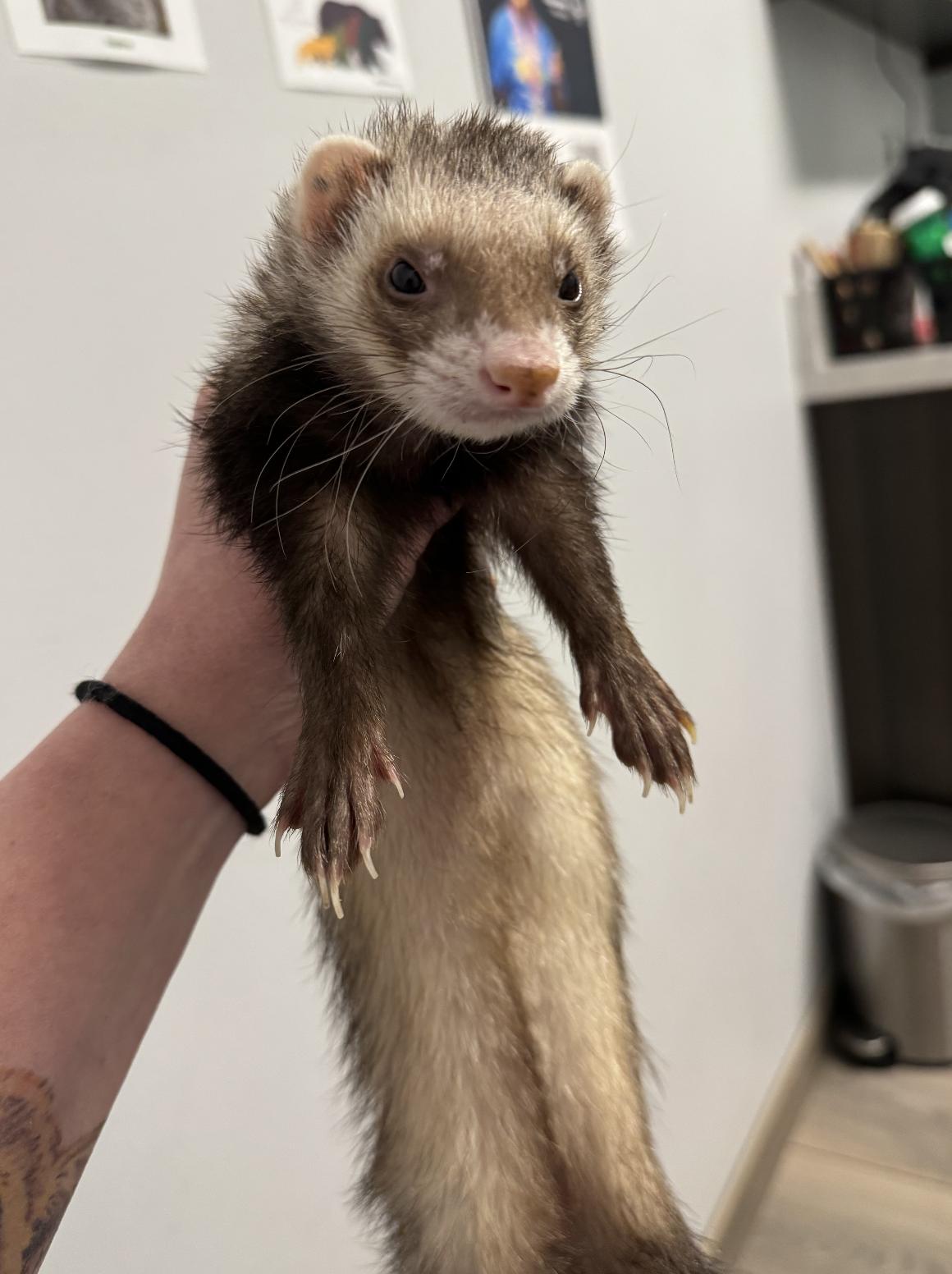 Onnix, ADOPTABLE, Adult Female Ferret.