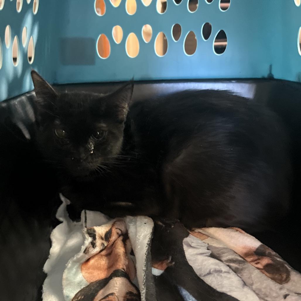 Violet, Adoptable, Adult Female Domestic Short Hair.