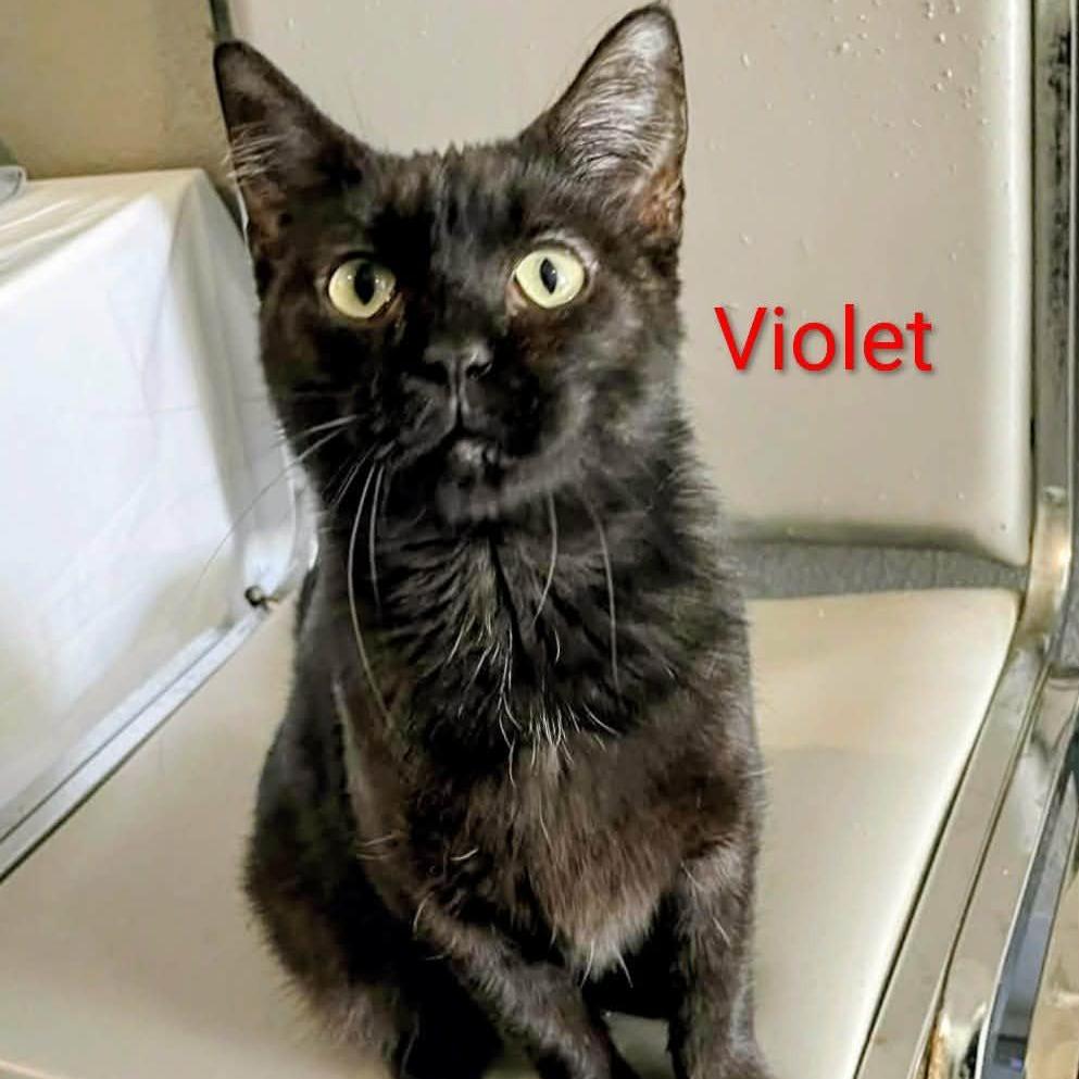 Violet, a Adoptable Domestic Short Hair in CHANUTE, KS image 2/3