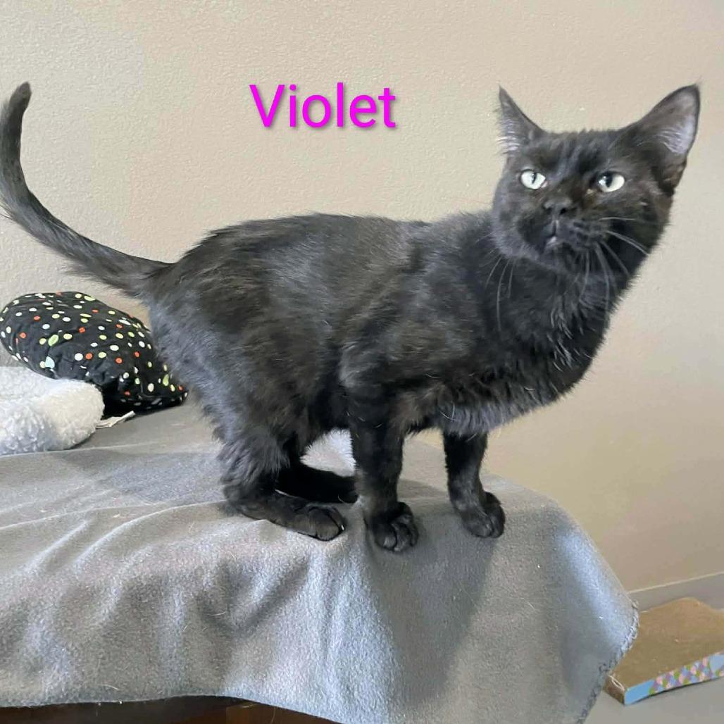 Violet, a Adoptable Domestic Short Hair in CHANUTE, KS image 3/3