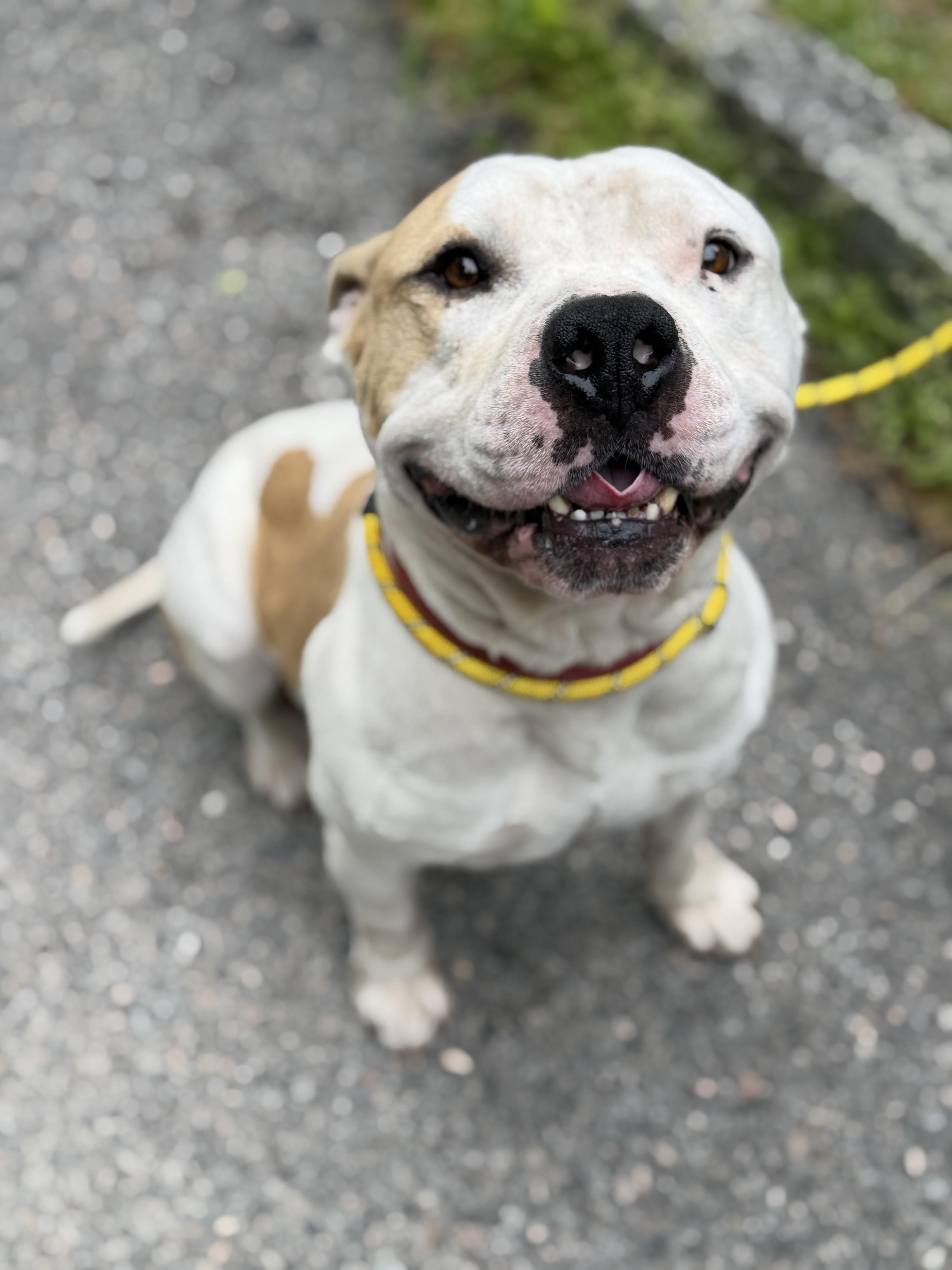 Mr. Wiggles, an adopted mixed breed in Petersburg, VA image 1/6