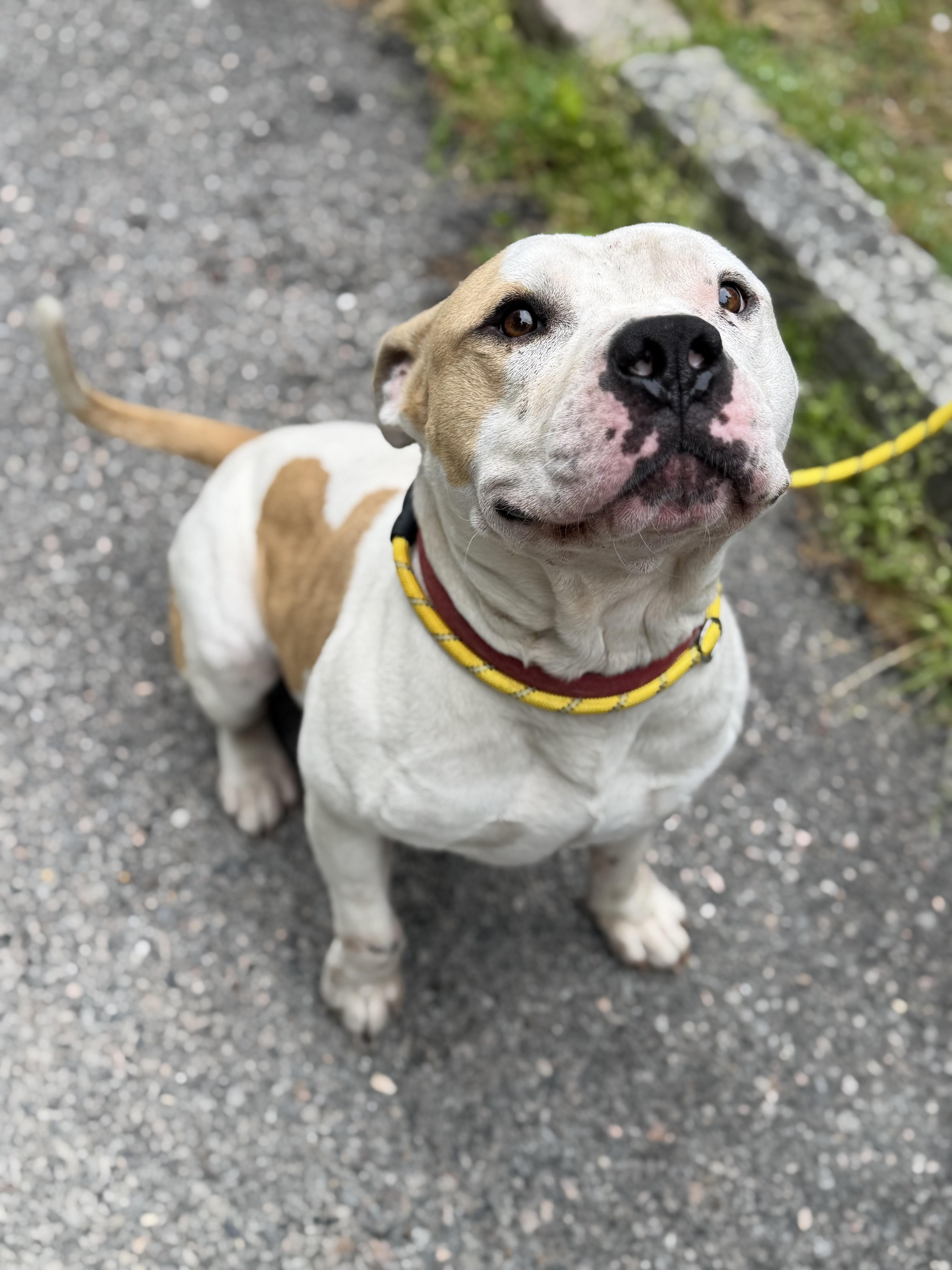 Mr. Wiggles, an adopted mixed breed in Petersburg, VA image 5/6