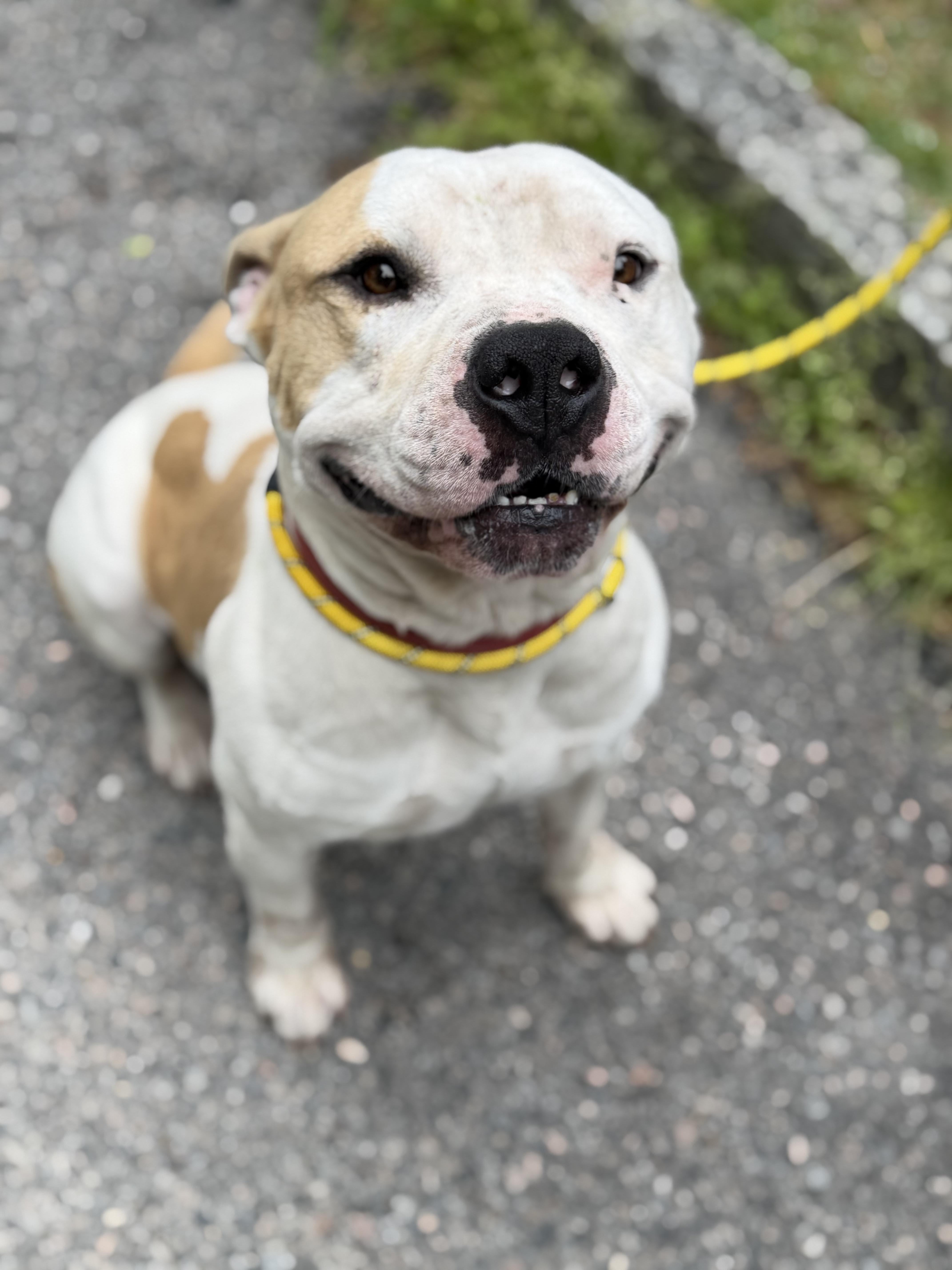 Mr. Wiggles, an adopted mixed breed in Petersburg, VA image 2/6