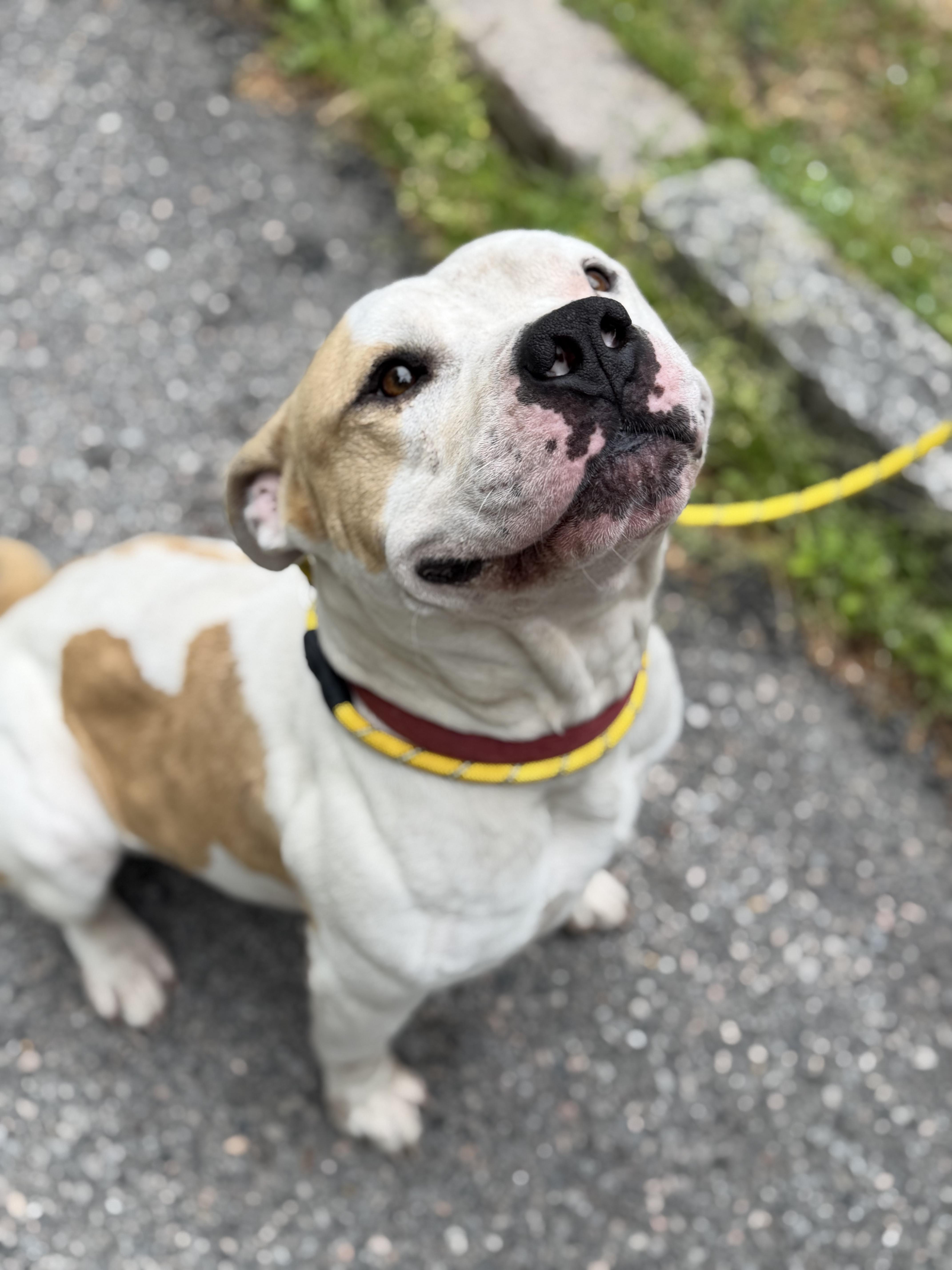 Mr. Wiggles, an adopted mixed breed in Petersburg, VA image 4/6