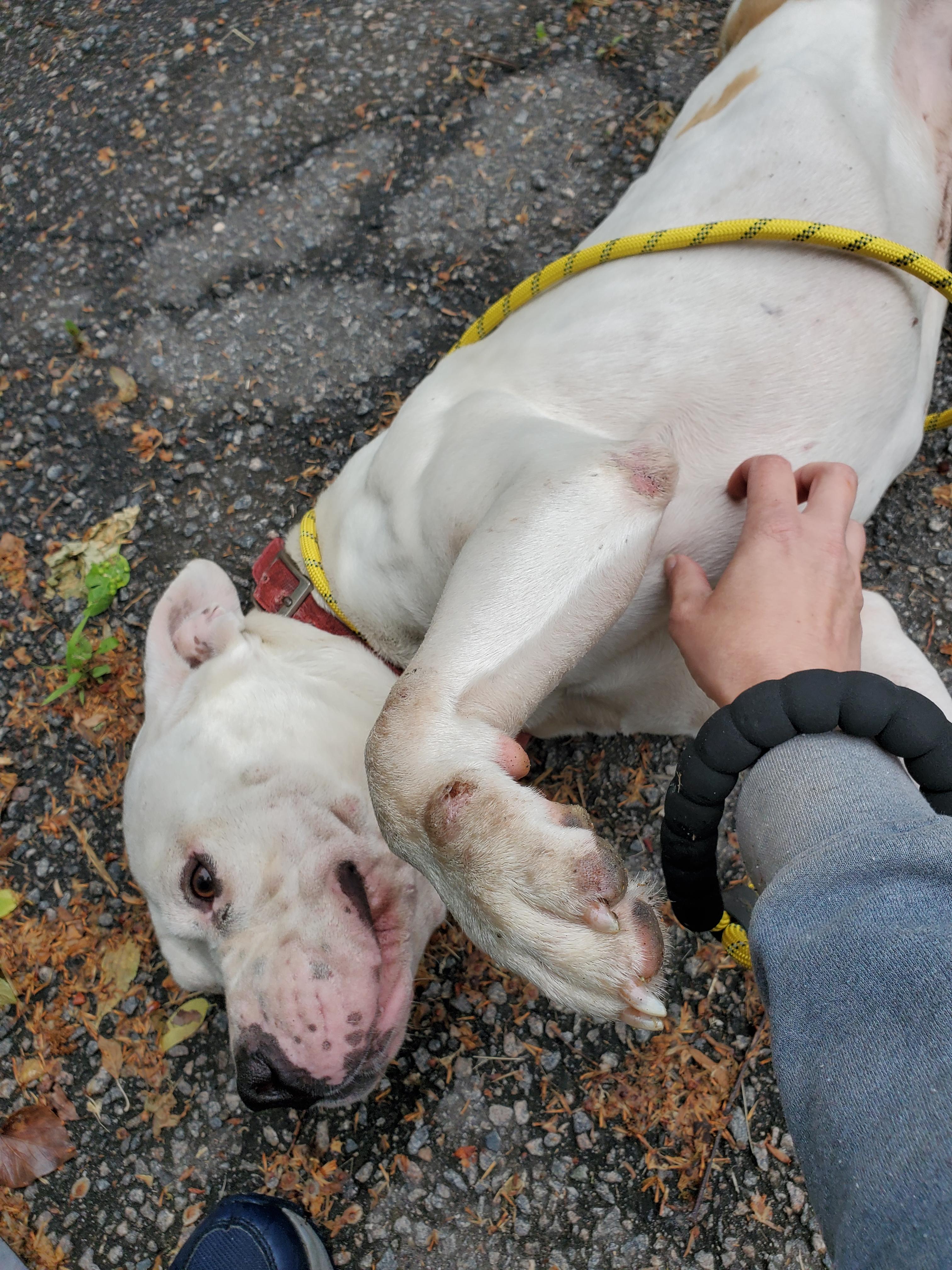 Mr. Wiggles, an adopted mixed breed in Petersburg, VA image 3/6