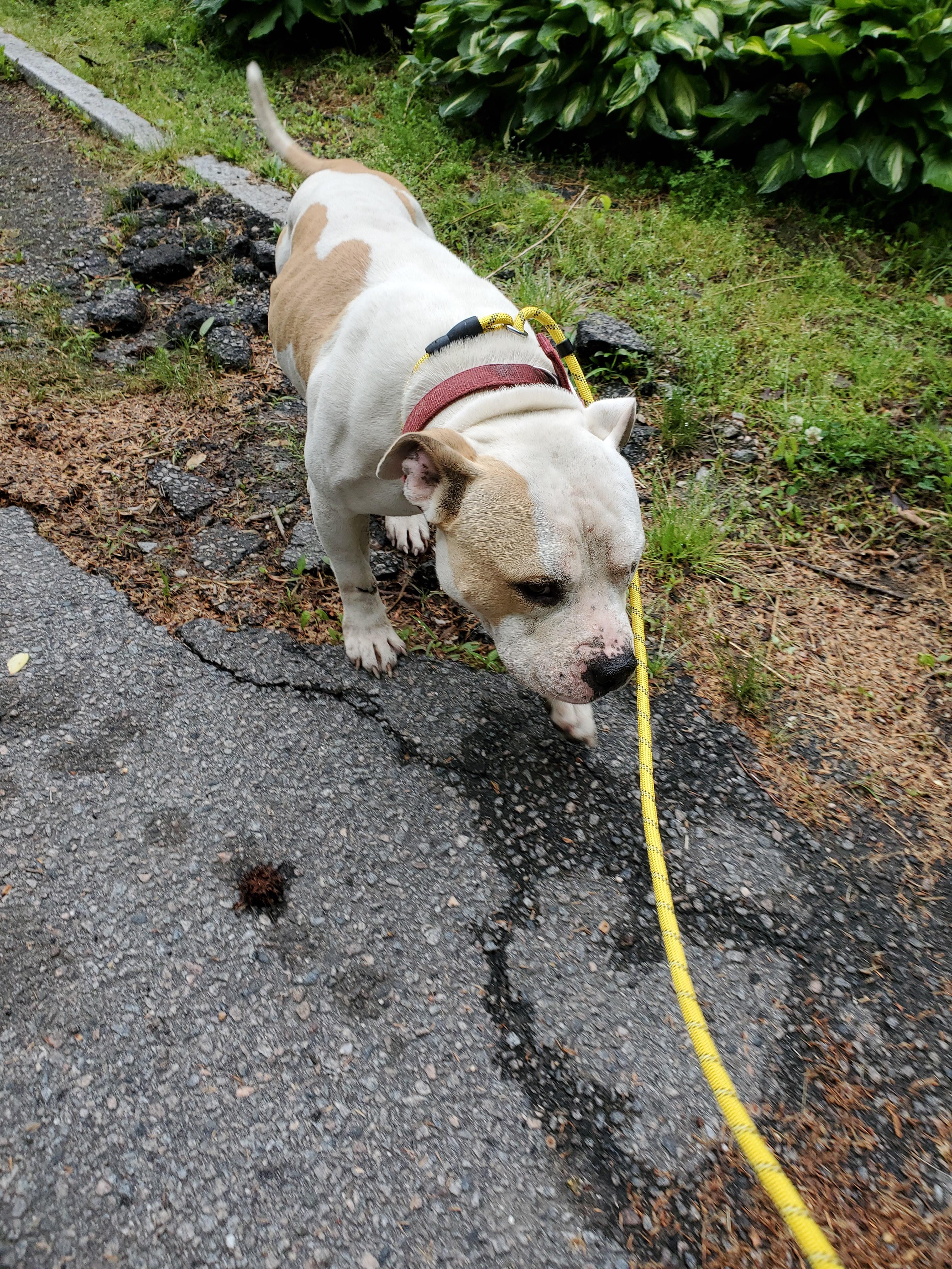 Mr. Wiggles, an adopted mixed breed in Petersburg, VA image 6/6