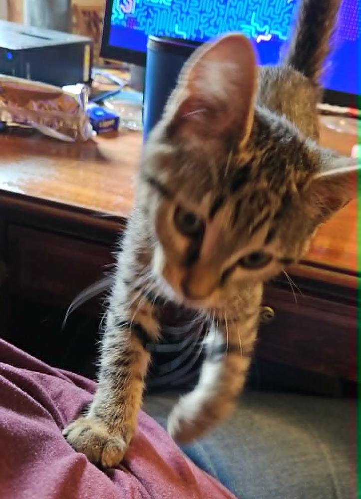 Princess, Adoptable, Kitten Female Domestic Short Hair.