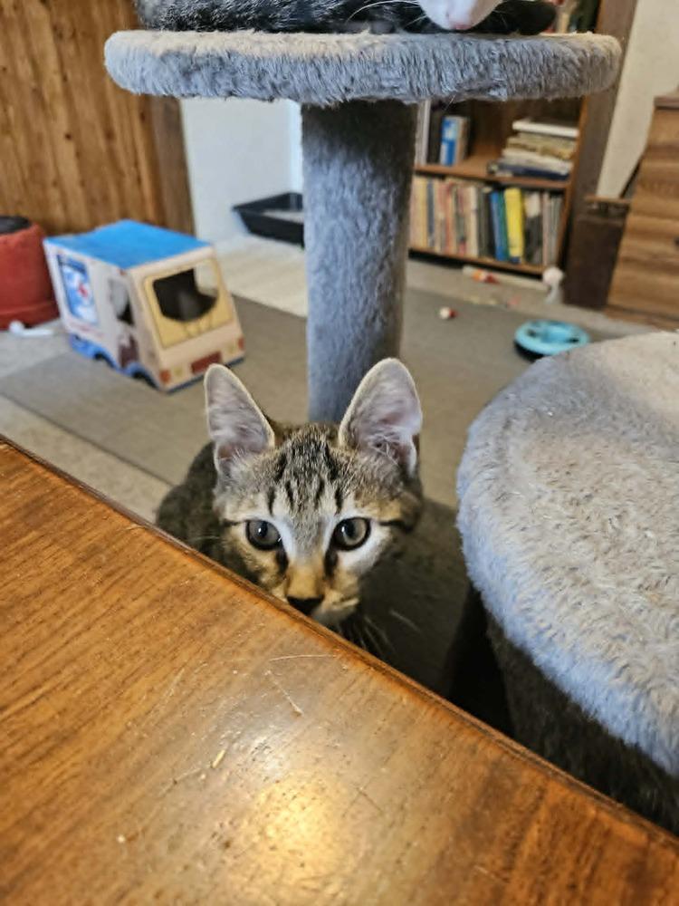 Enlarge Princess, a Adoptable mixed breed in South Bend, IN image 2/3