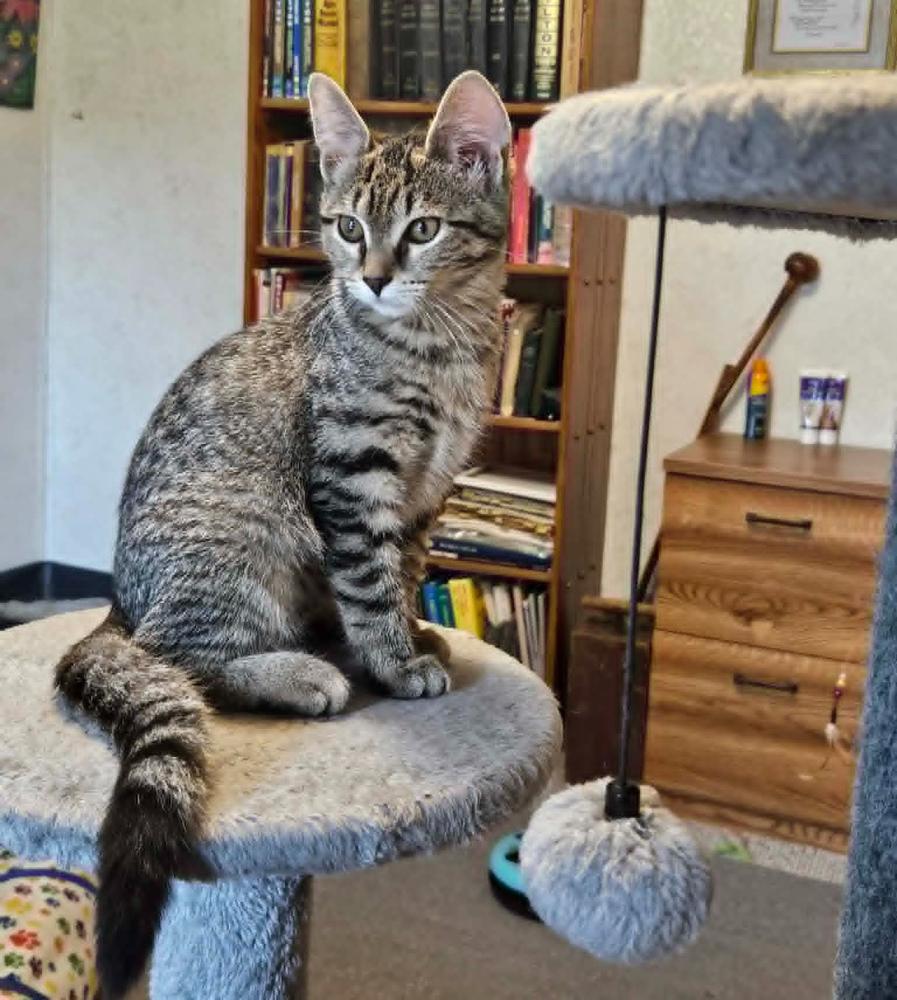 Enlarge Princess, a Adoptable mixed breed in South Bend, IN image 3/3