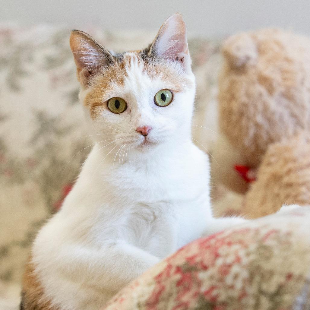 Enlarge Pam, a Adoptable Domestic Short Hair in Cartersville, GA image 1/4