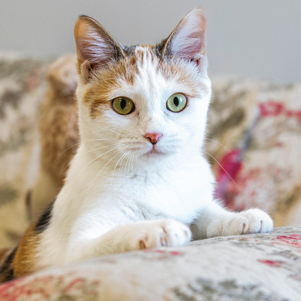 Enlarge Pam, a Adoptable Domestic Short Hair in Cartersville, GA image 2/4