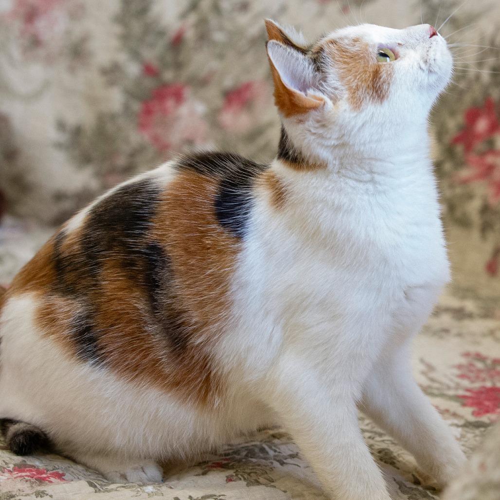 Enlarge Pam, a Adoptable Domestic Short Hair in Cartersville, GA image 4/4