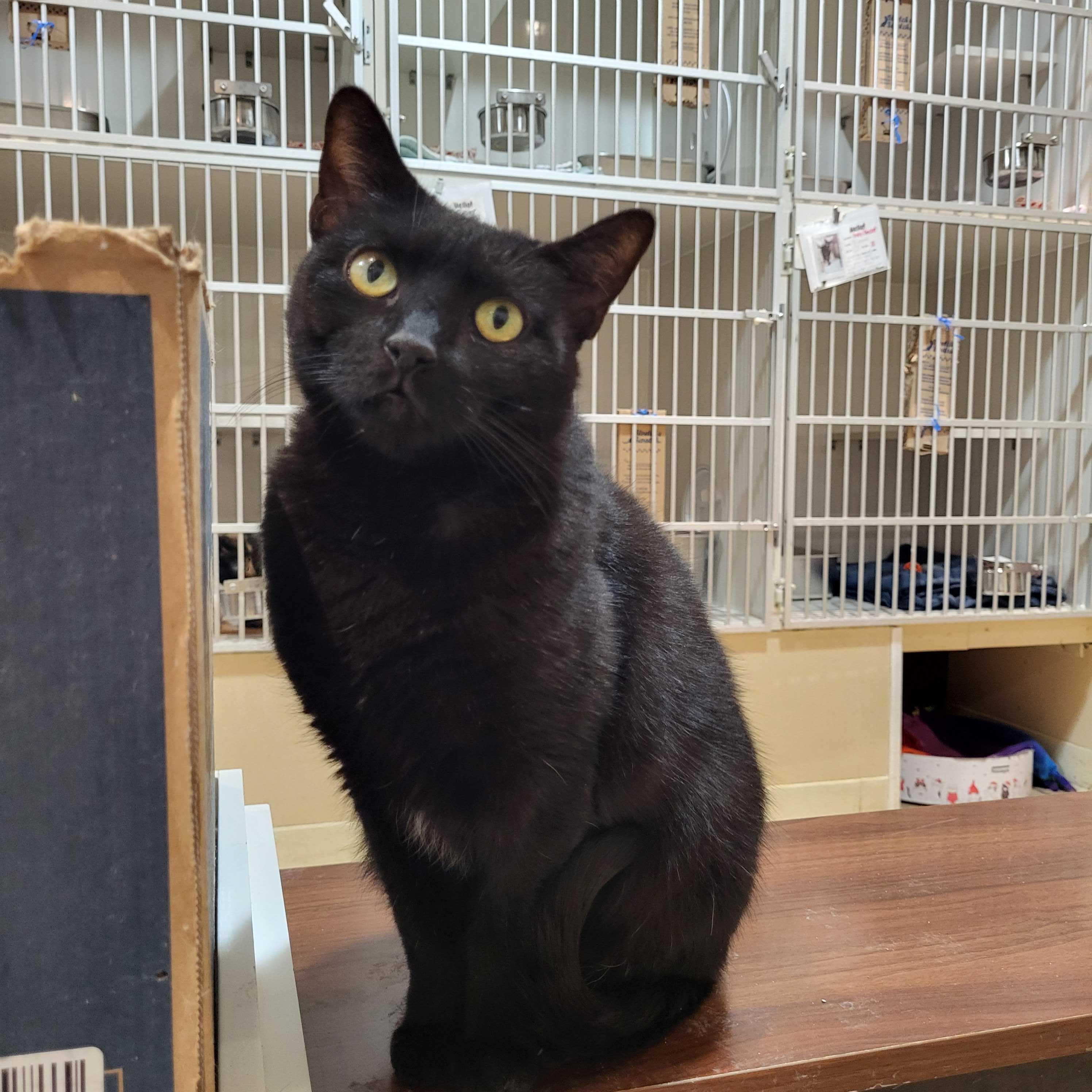 Enlarge Polly Pocket, a ADOPTABLE Domestic Short Hair in East Brunswick, NJ image 6/6