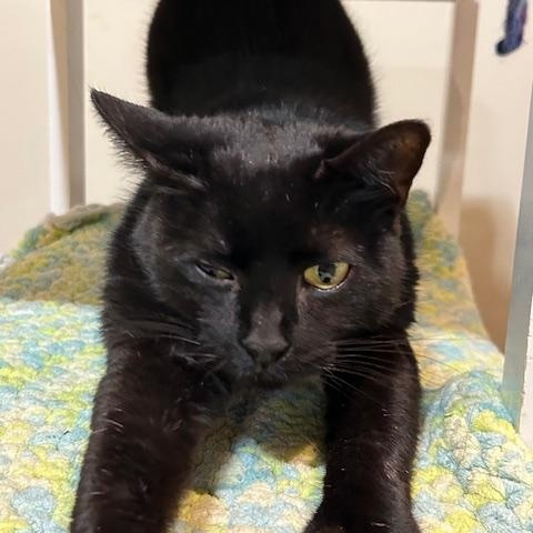 Enlarge Polly Pocket, a ADOPTABLE Domestic Short Hair in East Brunswick, NJ image 4/6
