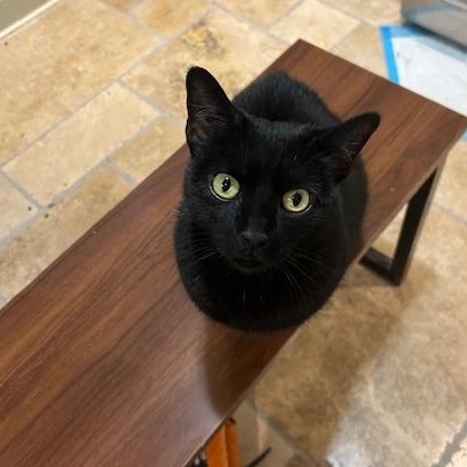 Enlarge Polly Pocket, a ADOPTABLE Domestic Short Hair in East Brunswick, NJ image 3/6