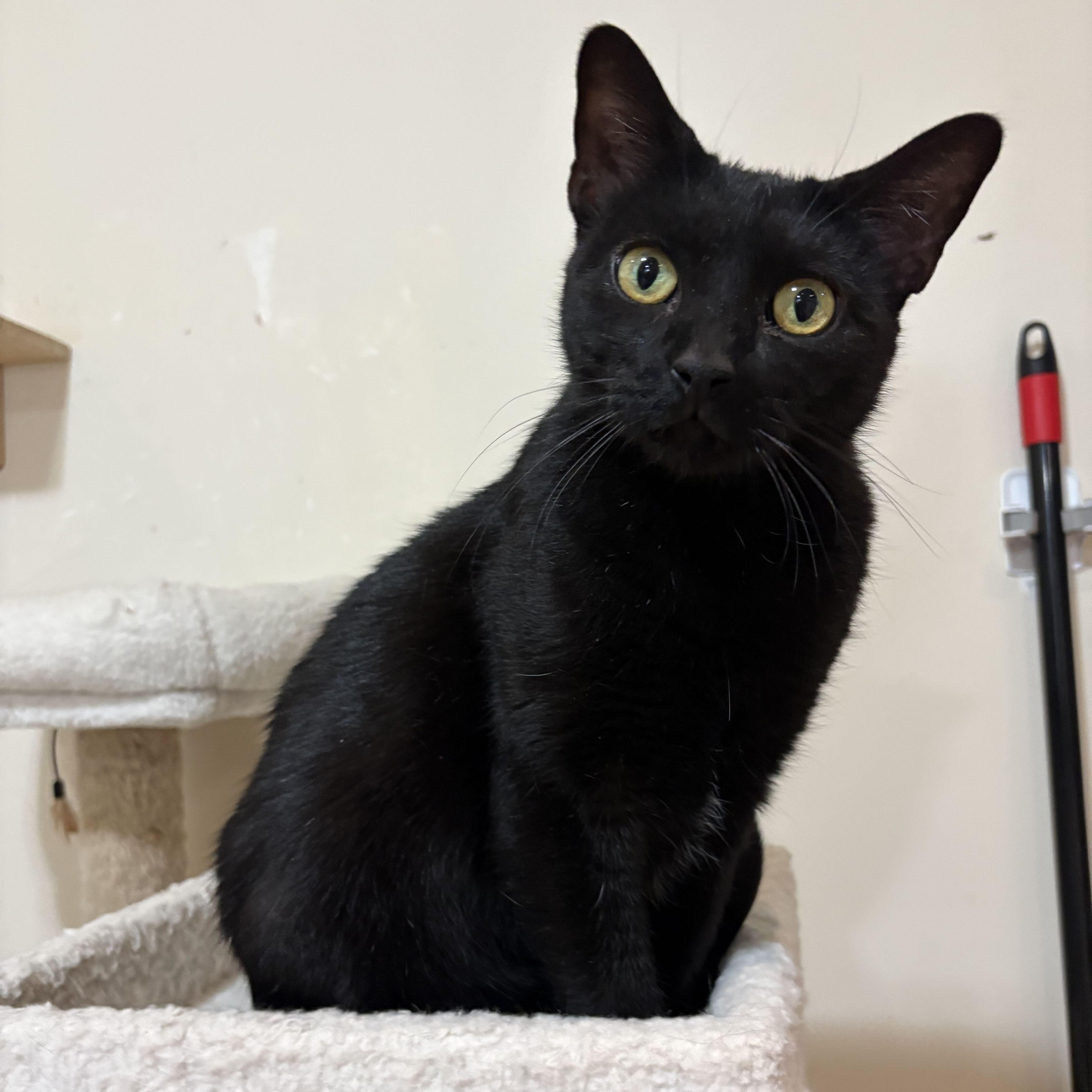 Polly Pocket, ADOPTABLE, Young Female Domestic Short Hair.