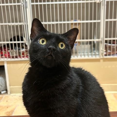 Enlarge Polly Pocket, a ADOPTABLE Domestic Short Hair in East Brunswick, NJ image 5/6