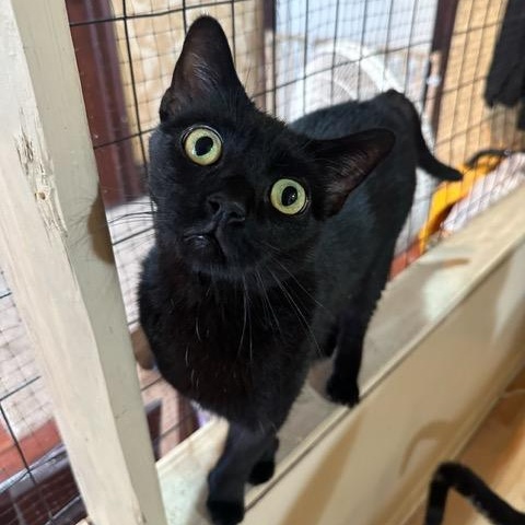 Polly Pocket, ADOPTABLE, Young Female Domestic Short Hair.