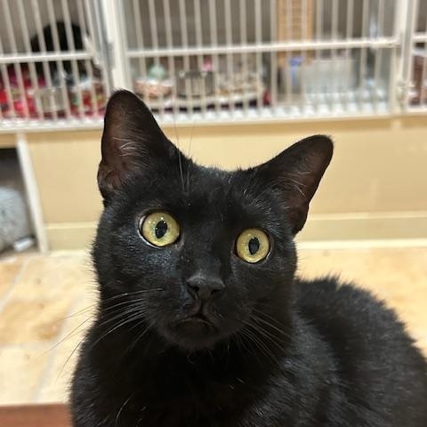 Enlarge Polly Pocket, a ADOPTABLE Domestic Short Hair in East Brunswick, NJ image 2/6