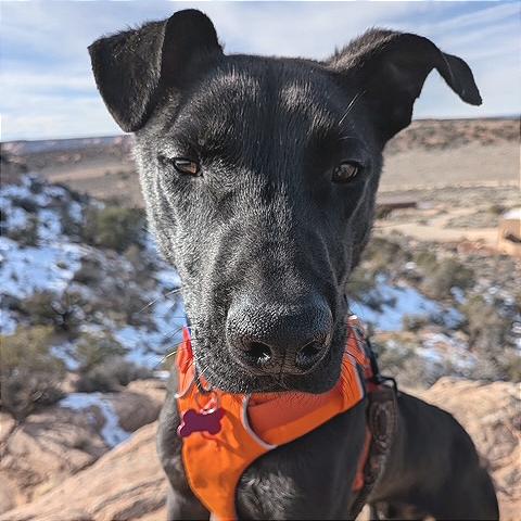 Enlarge Crackle, a Adoptable Mixed Breed in Moab, UT image 1/6