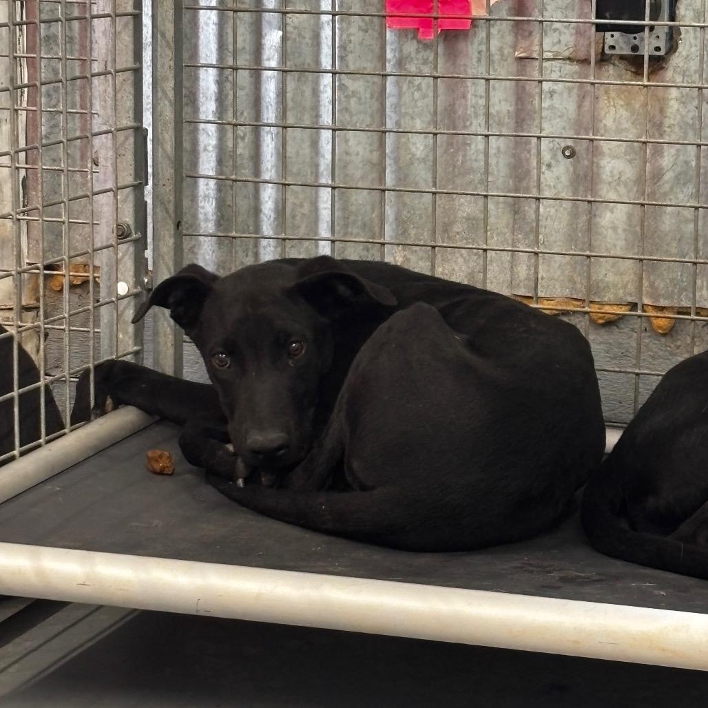 Enlarge Crackle, a Adoptable Mixed Breed in Moab, UT image 2/6