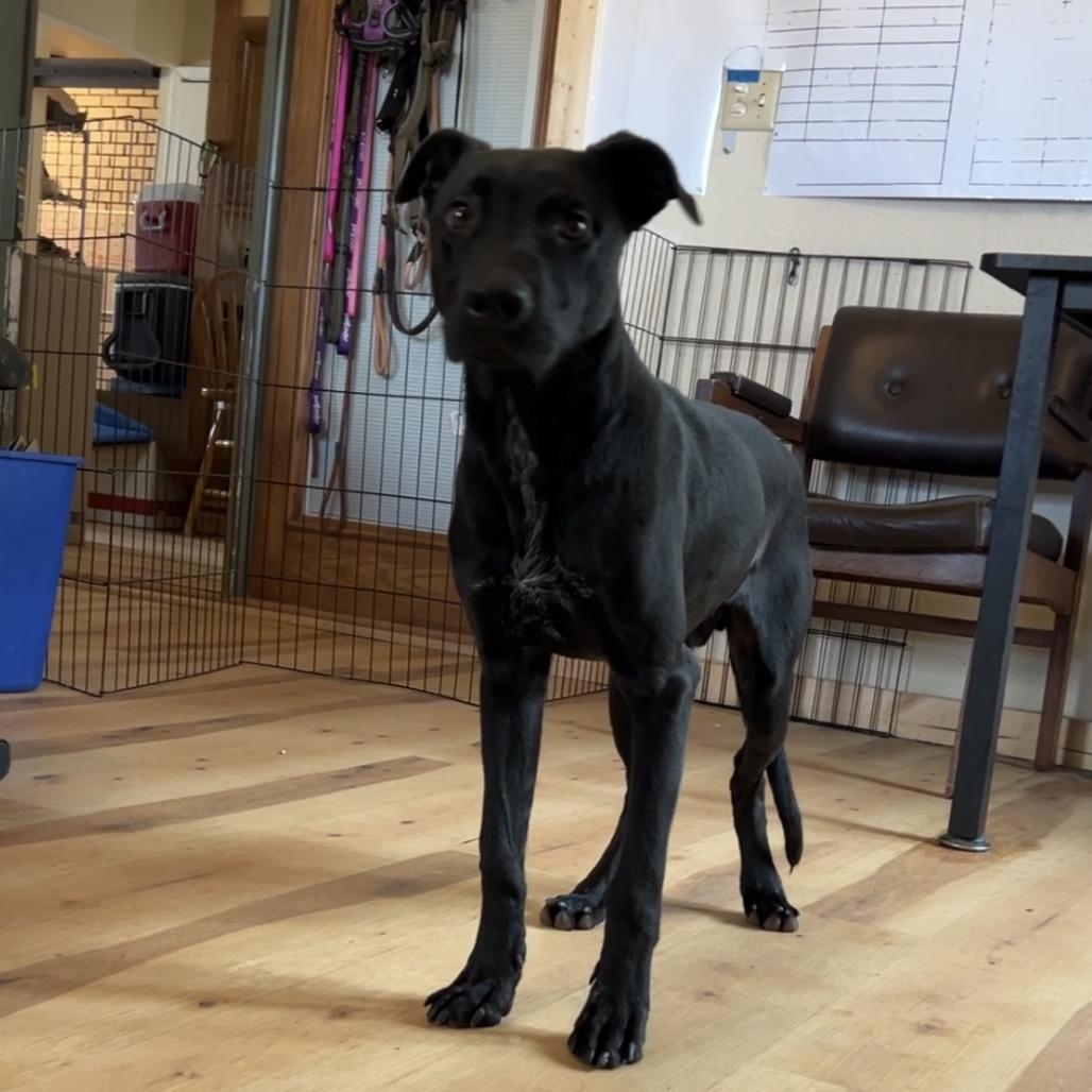 Enlarge Crackle, a Adoptable Mixed Breed in Moab, UT image 3/6