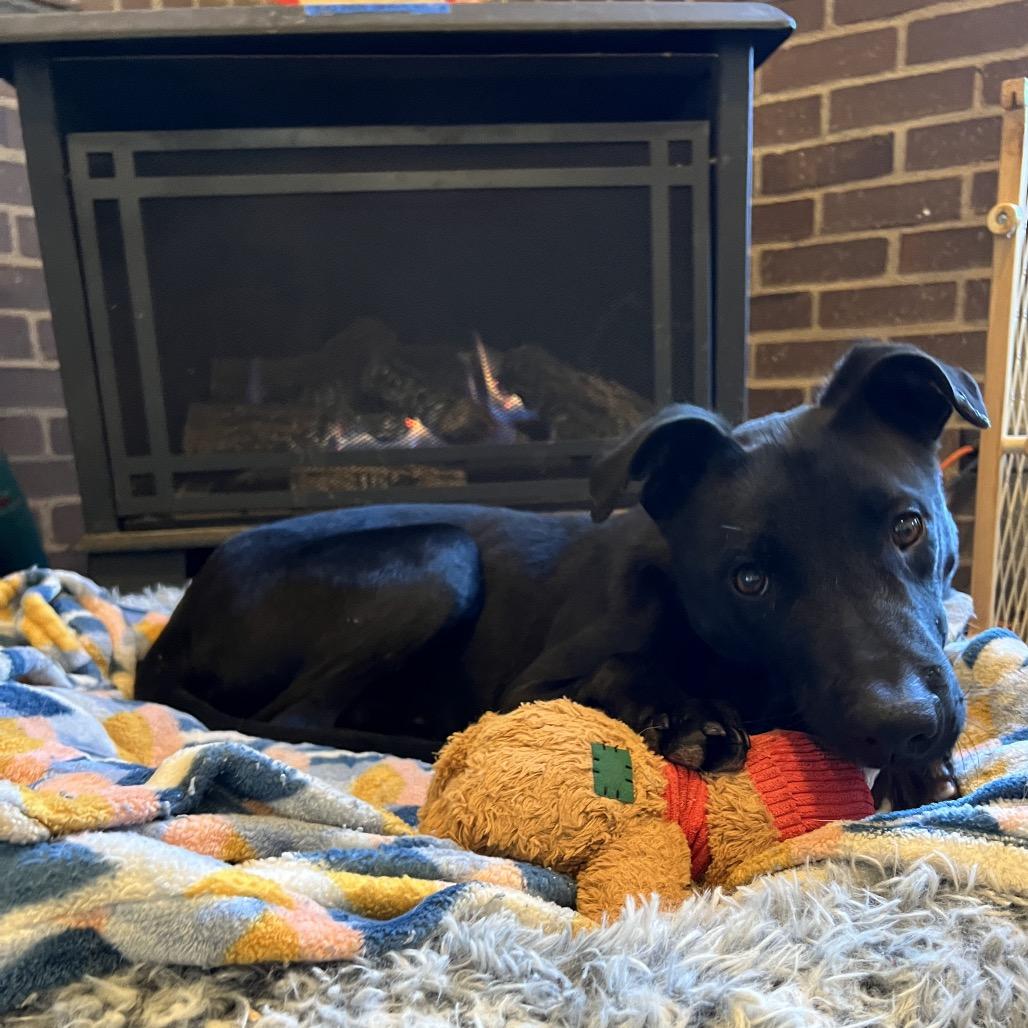 Enlarge Crackle, a Adoptable Mixed Breed in Moab, UT image 4/6