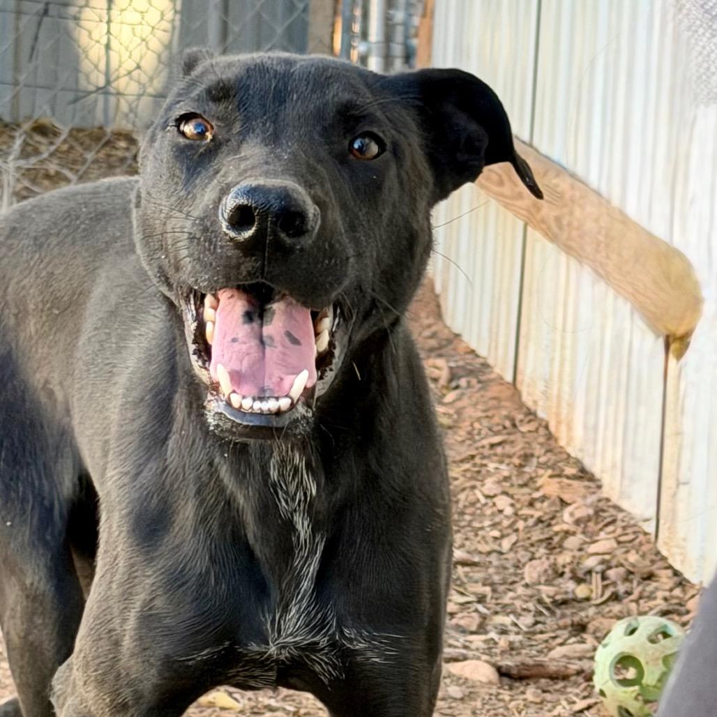 Enlarge Crackle, a Adoptable Mixed Breed in Moab, UT image 4/6