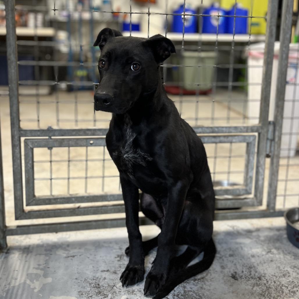 Enlarge Crackle, a Adoptable Mixed Breed in Moab, UT image 5/6