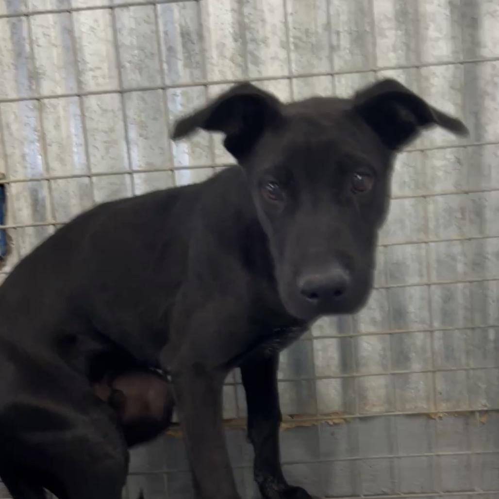 Enlarge Crackle, a Adoptable Mixed Breed in Moab, UT image 6/6