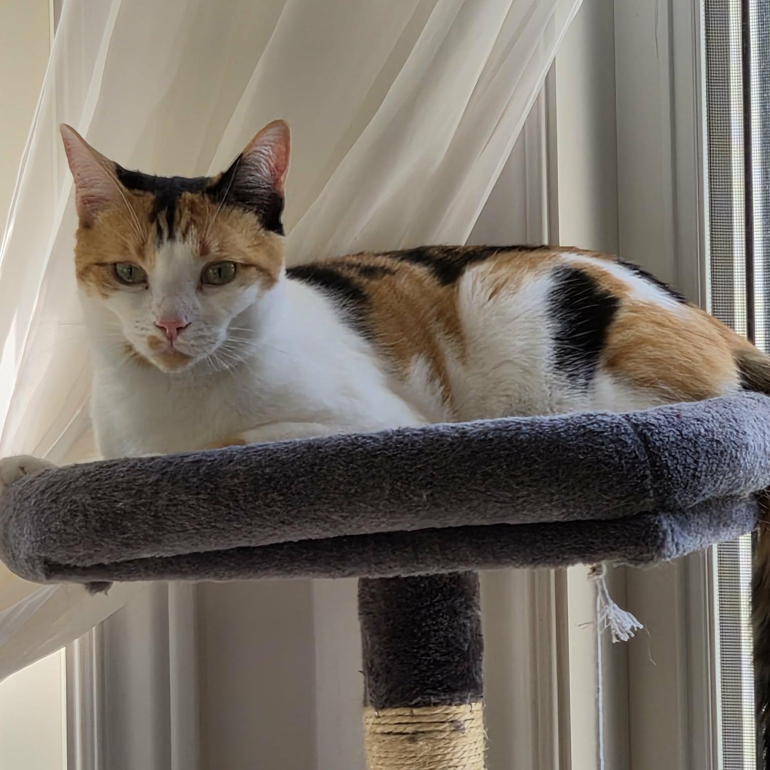 Mary-Lou (f) Calico 1 yrs old, a ADOPTABLE Calico in Ottawa, ON image 5/5