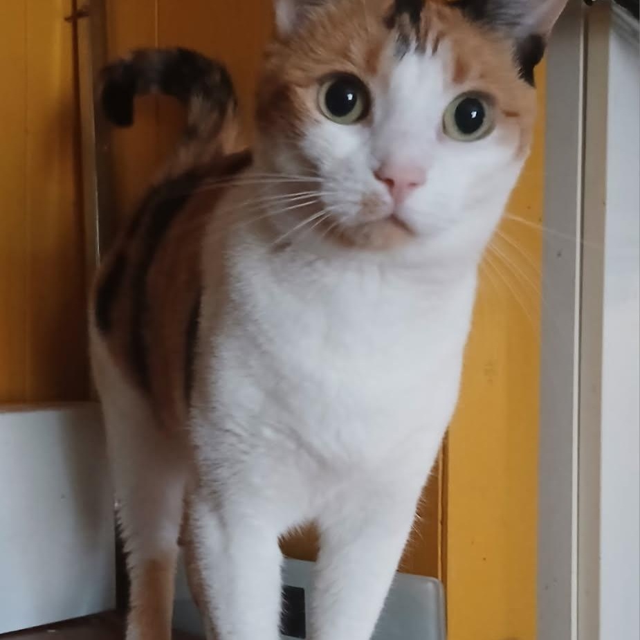 Mary-Lou (f) Calico 1 yrs old, a ADOPTABLE Calico in Ottawa, ON image 2/5