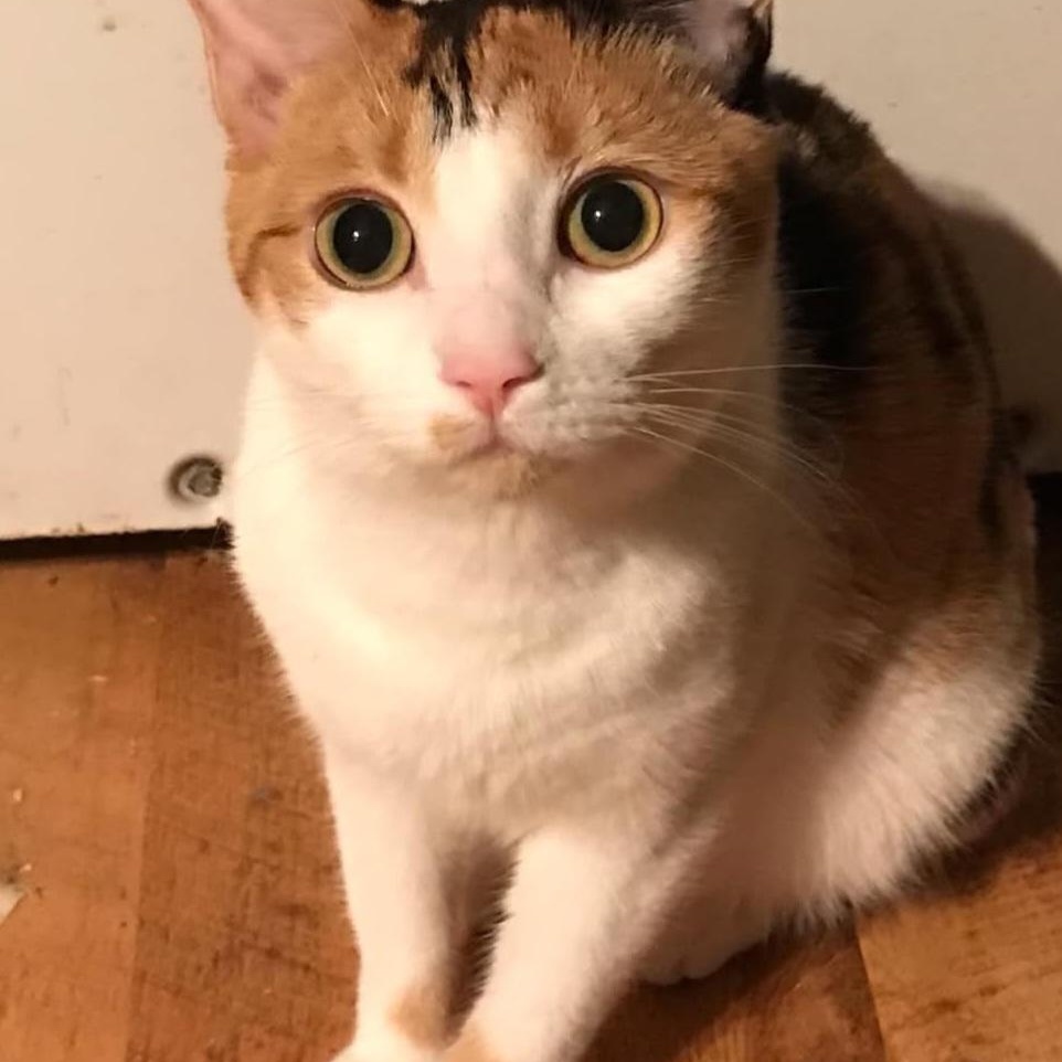 Mary-Lou (f) Calico 1 yrs old, a ADOPTABLE Calico in Ottawa, ON image 4/5