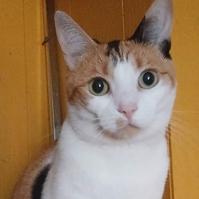 Mary-Lou (f) Calico 1 yrs old, a ADOPTABLE Calico in Ottawa, ON image 3/5