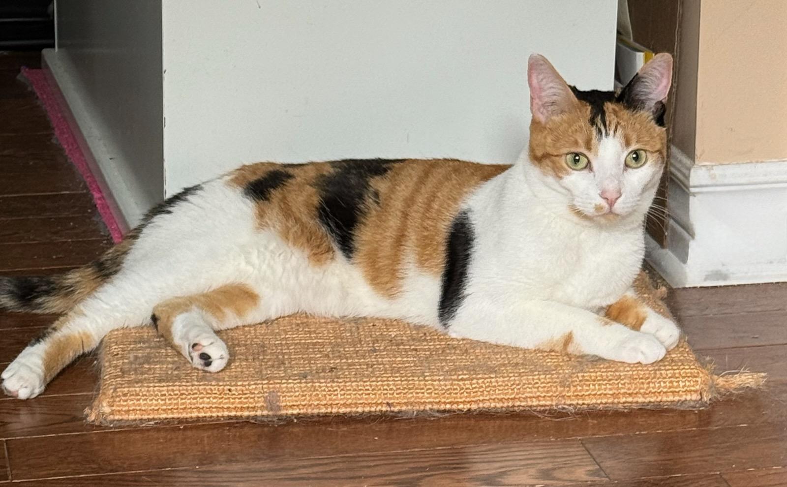 Mary-Lou (f) Calico 1 yrs old, ADOPTABLE, Adult Female Calico.