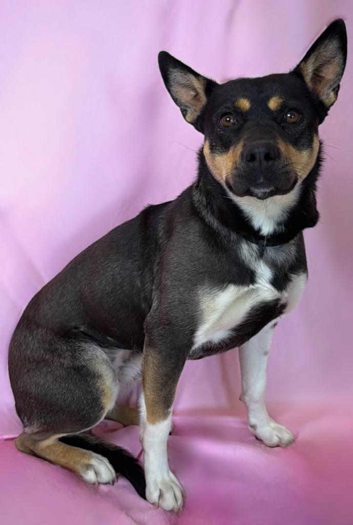Azalea, ADOPTABLE, Young Female Australian Kelpie.