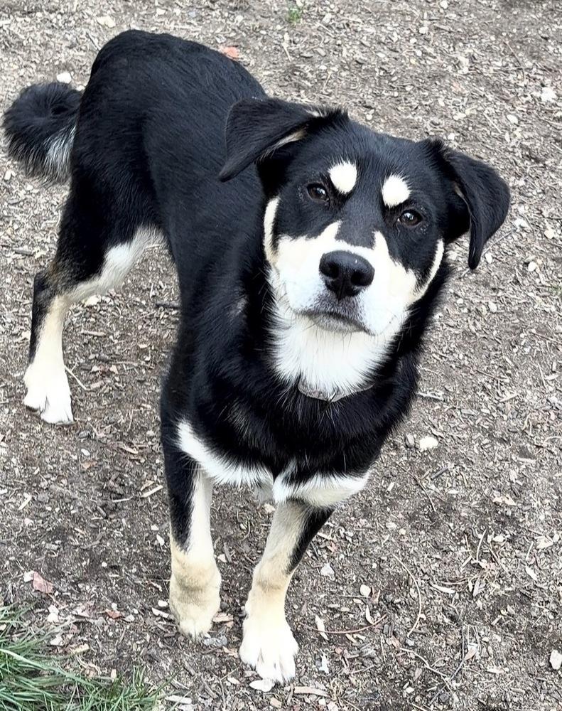 Shylock, Adoptable, Puppy Male Shepherd.