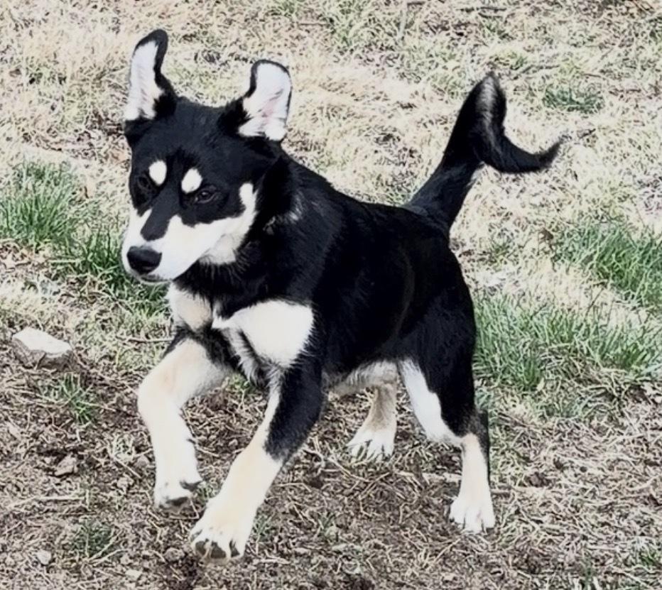 Enlarge Shylock, a Adoptable mixed breed in Irwin, PA image 2/5